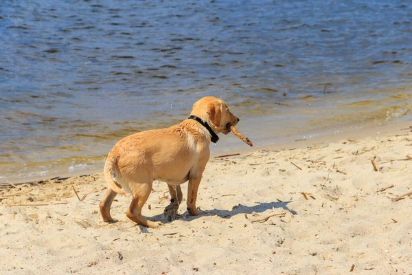 Cute Labrador Retriever Szczeniak Gra Kijem Piaszczystej Plaży — Zdjęcie stockowe