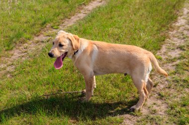 Yeşil çayırdaki şirin labrador av köpeği yavrusu.