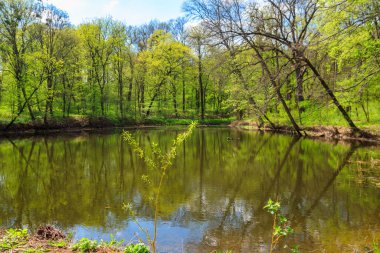 Yeşil bir ormanda güzel bir göl manzarası