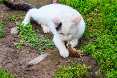 Beyaz kedi çimenlerde bir fare yakaladı.