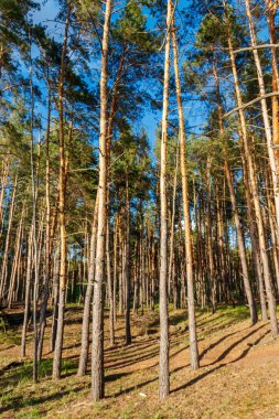 Güneşli bir günde çam ormanı manzarası