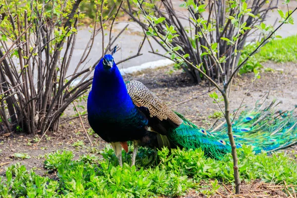 Indiai Peafowl Vagy Kék Peafowl Pavo Cristatus — Stock Fotó