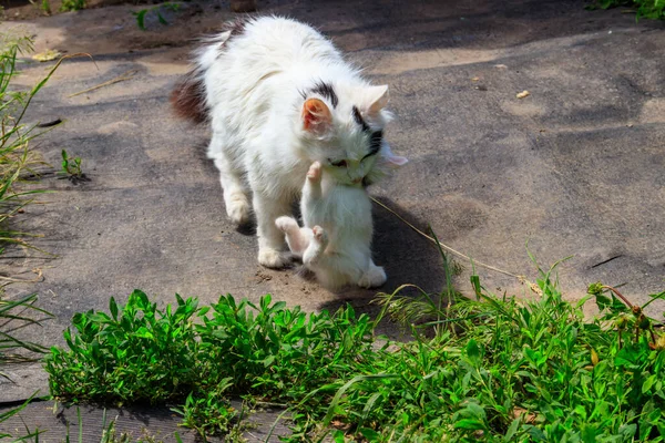 Mother Cat Carrying Her White Kitten Mouth — Stock Photo, Image