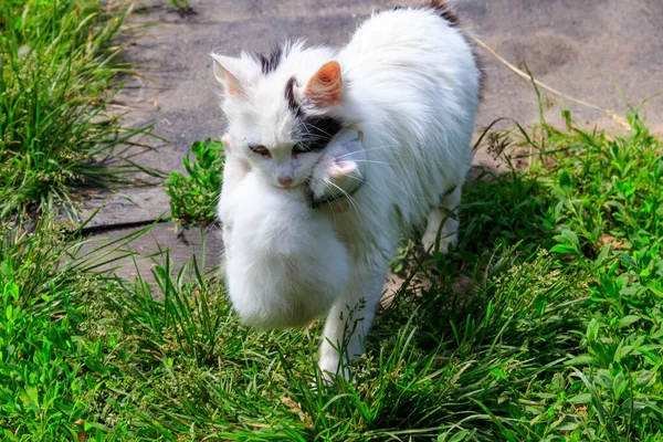 母猫運ぶ彼女の白い子猫で口 — ストック写真