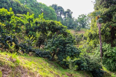 Georgia, Batumi botanik bahçesindeki Citrus korusu.