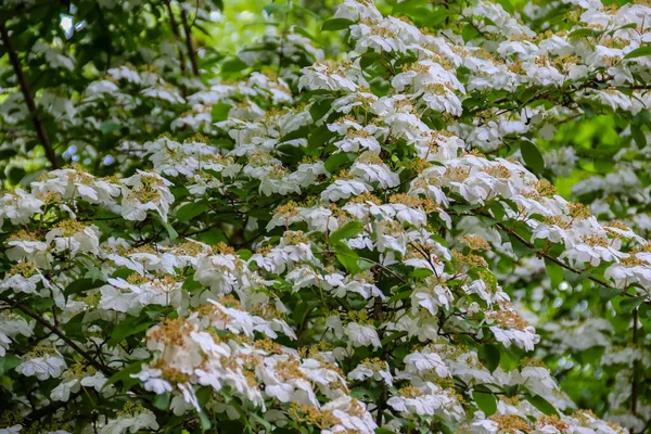 水仙花的白色花朵 也被称为高山水仙花和天堂茶 — 图库照片