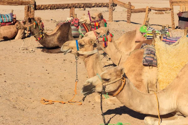 Wielbłądy Tradycyjnym Siodłem Beduińskim Pustyni Arabskiej Egipt — Zdjęcie stockowe
