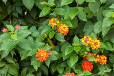 Lantana Camara 'nın güzel çiçekleri (yaygın lantana)