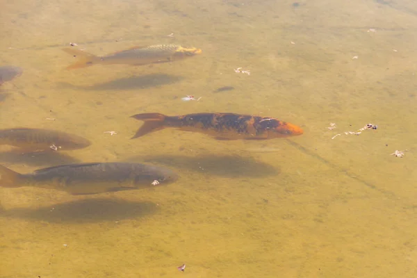 Рыбы Плавают Искусственном Пруду — стоковое фото