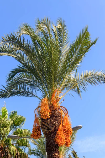 Datum Palmboom Phoenix Dactylifera Met Rijpingsdatum Vruchten Tegen Blauwe Lucht — Stockfoto