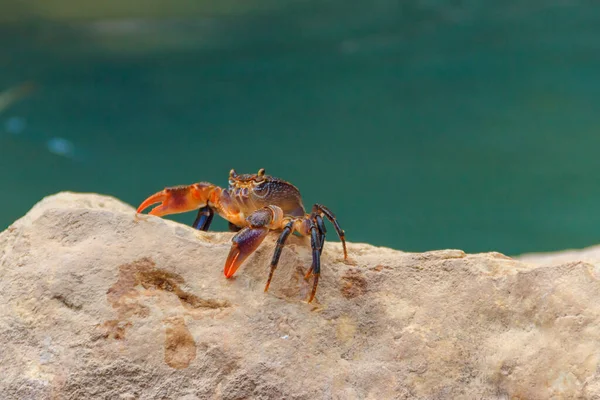 Freshwater river crab (Potamon ibericum) on stone near a mountain river