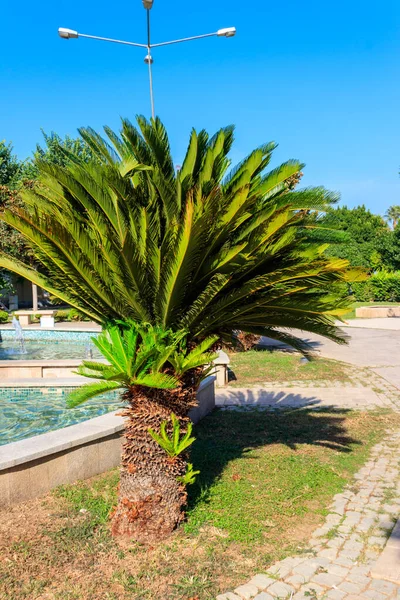 Pygmejské Datlové Palmy Phoenix Roebelenii Městském Parku Kemeru Turecko — Stock fotografie