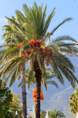 Hurma ağacının meyveleri, sarkmış hurma ağaçlarıyla doludur.