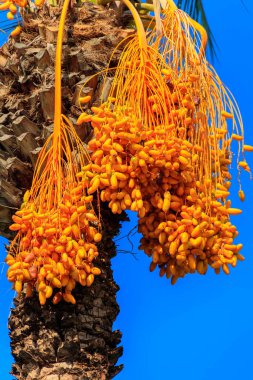 Hurma ağacının meyveleri, sarkmış hurma ağaçlarıyla doludur.