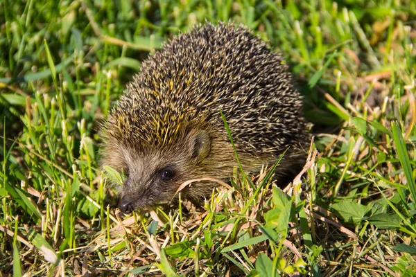 Junger Stacheliger Igel Grünen Gras — Stockfoto