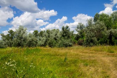Yaz, yatay, yeşil ağaçlar, çayır ve mavi gökyüzü