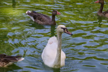 Gölde yüzen beyaz kuğular ve ördekler