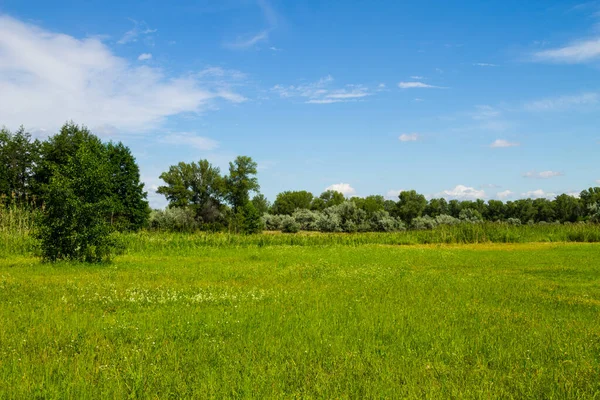 Zomer Landschap Met Groene Bomen Weide Blauwe Hemel — Stockfoto