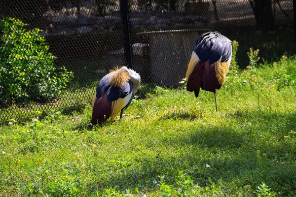 Dos Grúas Coronadas Grises Balearica Regulorum Sobre Hierba Verde —  Fotos de Stock