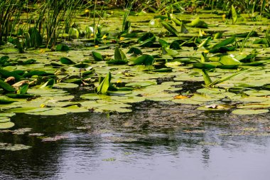 Sarı su çiçeği (Nuphar Lutea) Gölü