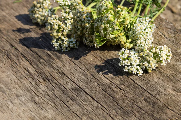 素朴な木の背景に白い矢印の花 Achillea Millefolium スペースのコピー — ストック写真