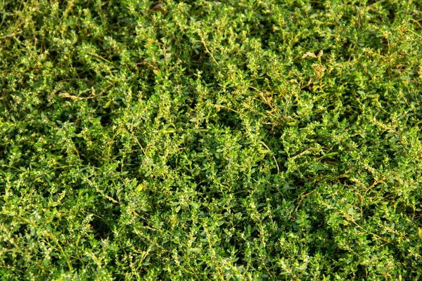 Yeşil Çimen Dokusu Doğal Arkaplan — Stok fotoğraf
