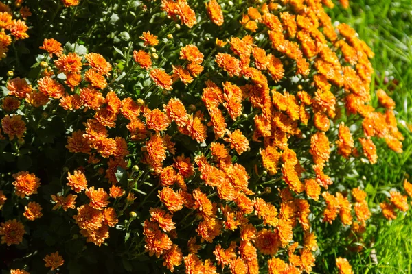 Orange chrysanthemums on flowerbed in the garden on autumn