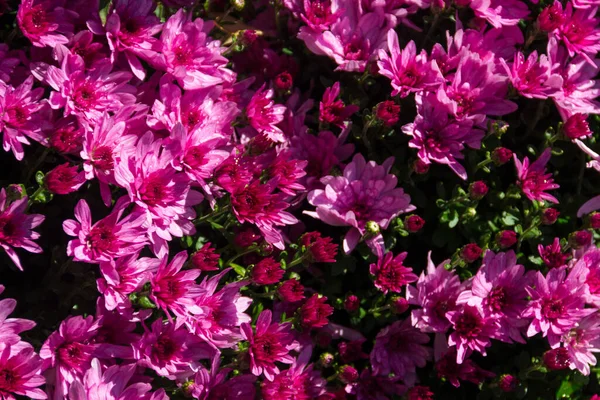 Ροζ Χρυσάνθεμα Παρτέρι Στον Κήπο Φθινόπωρο — Φωτογραφία Αρχείου