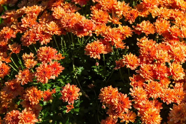 Orange chrysanthemums on flowerbed in the garden on autumn