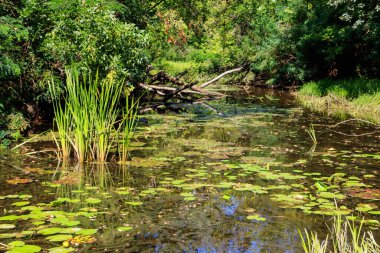 Yazın ormanda küçük bir nehir.