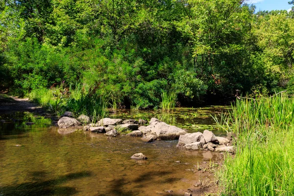 Μικρό Ποτάμι Στο Καταπράσινο Δάσος Καλοκαίρι — Φωτογραφία Αρχείου