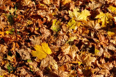 Sonbahar akçaağaç yapraklarının arka planı