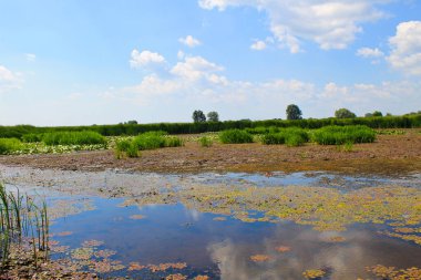 Bataklıktaki su bitkileri