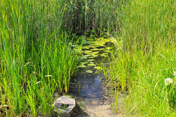 Aquatic Plants Swamp — Stock Photo, Image