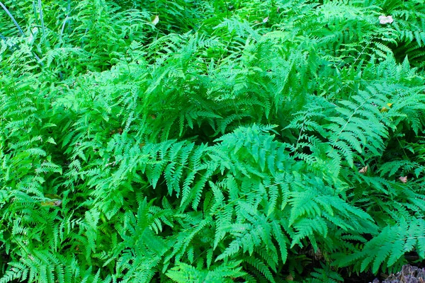 Groene Planten Van Varens — Stockfoto