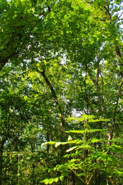 Yeşil ormanın manzarası