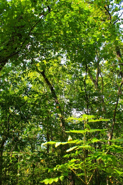 Yeşil ormanın manzarası