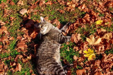 Parkta düşen sonbahar yaprakları