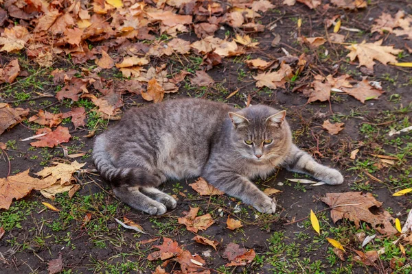 公園内の紅葉の猫 — ストック写真