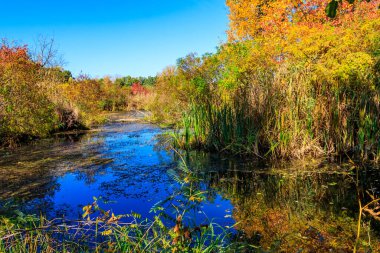 Küçük nehir ve renkli düşen ağaçlarla sonbahar manzarası