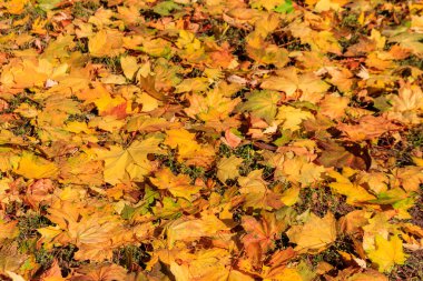 Sonbahar akçaağaç yapraklarının arka planı