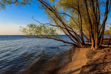 Gölün kıyısındaki söğüt ağaçları