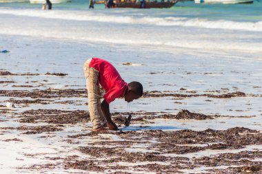Matemwe, Zanzibar, Tanzanya - 22 Eylül 2021: Hint okyanusunda deniz mahsulleri yakalayan Afrikalı çocuk Zanzibar, Tanzanya 'daki Matemwe plajında