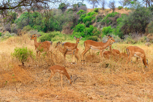 Стадо импалы (Aepyceros melampus) в национальном парке Тарангире, Танзания