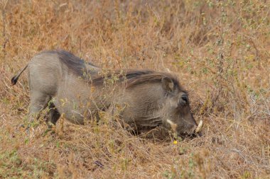 Tarangire Ulusal Parkı, Tanzanya 'da Yaygın Yaban domuzu (Phacochoerus africanus)