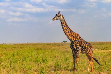 Tanzanya 'daki Serengeti Ulusal Parkı' ndaki savanada zürafa. Tanzanya 'nın vahşi doğası, Doğu Afrika