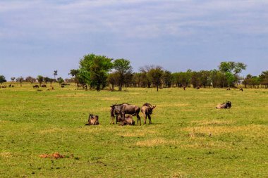 Herd of blue wildebeest (Connochaetes taurinus) in savannah in Serengeti national park in Tanzania. Great migration
