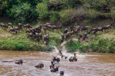 Serengeti Ulusal Parkı, Tanzanya 'daki Mara Nehri' ni geçen antiloplar. Büyük göç