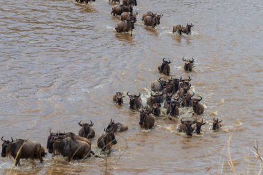Serengeti Ulusal Parkı, Tanzanya 'daki Mara Nehri' ni geçen antiloplar. Büyük göç