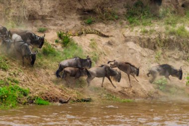 Serengeti Ulusal Parkı, Tanzanya 'daki Mara Nehri' ni geçerken, Nil timsahı antilop avlıyor. Büyük göç